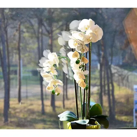 Bella Casa 35 Comfortable Юлиусрух